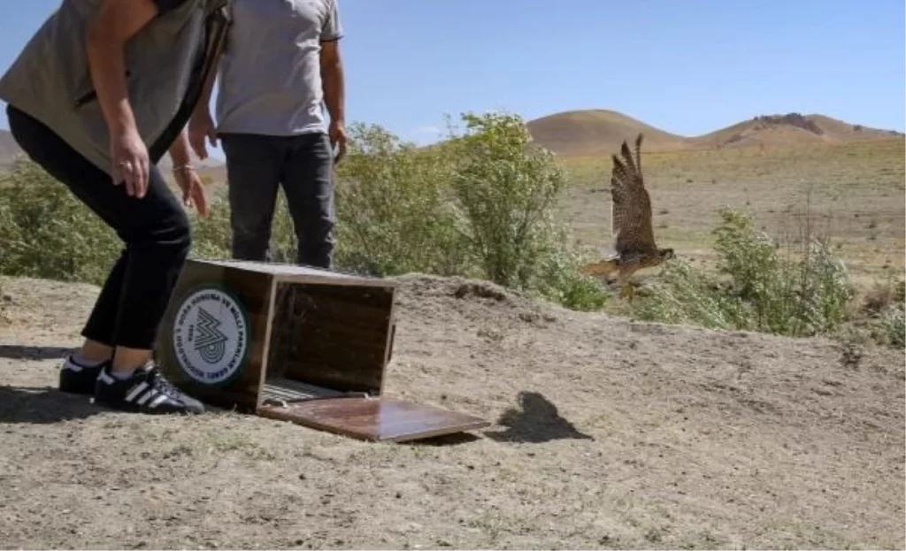 İsrail’de izlenen gökdoğan Türkiye’de alıkonuldu