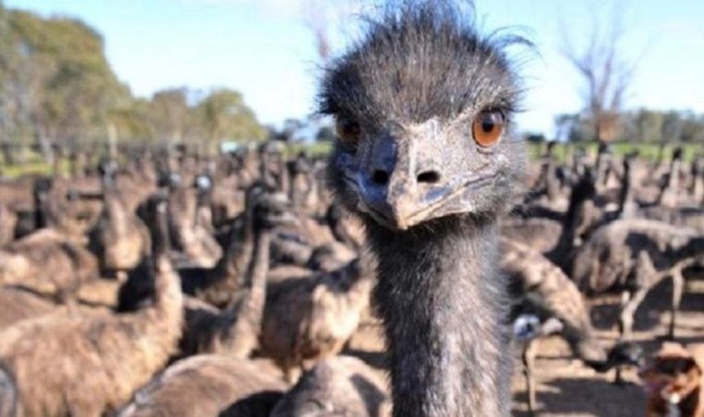 Dünyanın en ilginç savaşı: Avustralya Ordusu’nu yenen kuşlar