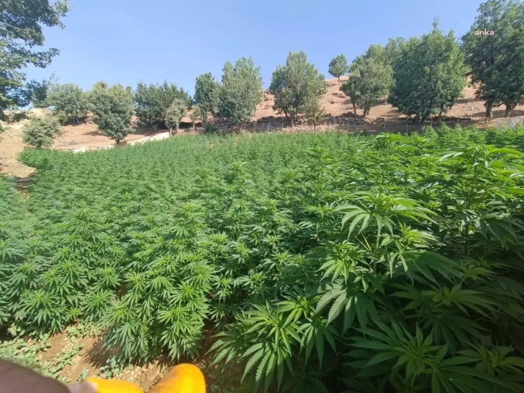 İl Jandarma Komutanlığı ekipleri 1 Milyon 459 Bin Kök Kenevir Ele Geçirildi