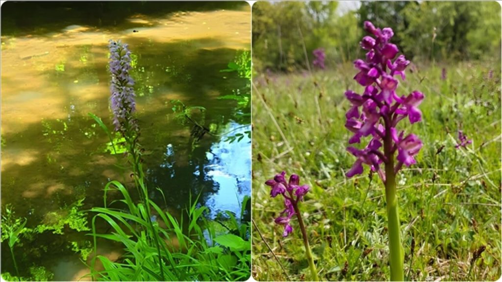 FAİLİ MEÇHUL CİNAYETLERİN ÇÖZÜLMESİNDE KULLANILAN BİTKİLER! JANDARMA KRİMİNAL BAŞKANI TUĞGENERAL SİNAN ŞEN…