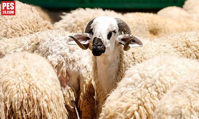 TSK MEHMETÇİK VAKFI VEKALETEN KURBAN BAĞIŞI KABULÜNE BAŞLADI