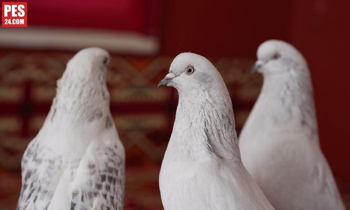 Emekli astsubayın 7 yıldır vazgeçmediği tutkusu: Değeri milyonları buluyor